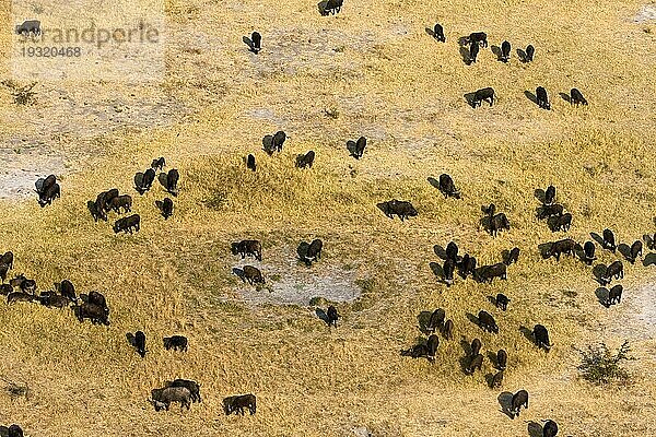 Kaffernbüffel (Syncerus caffer) Herde in Moremi  Botswana  Afrika