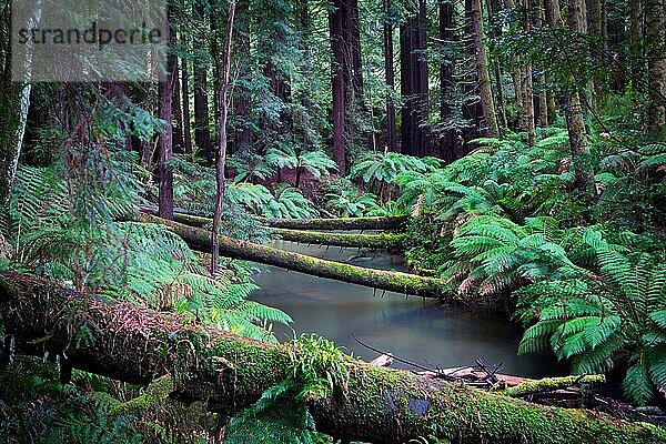 Der ruhige kalifornische Redwood Forest in Cape Otway  Victoria  Australien  Ozeanien
