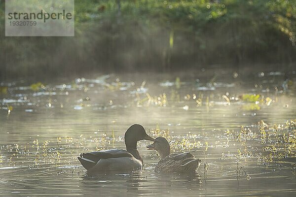 Ein Entenpaar schwimmt auf einem Teich im Herbst. Vom Wasser steigt morgendlicher Nebel auf. Gegenlicht