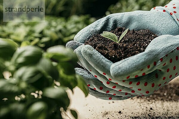 Seitenansicht Hände mit Handschuhen halten Bodenpflanze