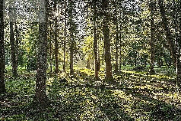 Parklandschaft bzw. Waldlandschaft im Herbst in der Morgensonne. Die Sonne ist als Sonnenstern zu sehen und scheint zwischen den Bäumen hindurch. Gegenlicht. Isny im Allgäu  Deutschland  Europa