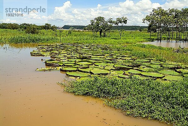 Victoria oder Riesenlilien (Victoria boliviana) am Amazonas  Brasilien  Südamerika