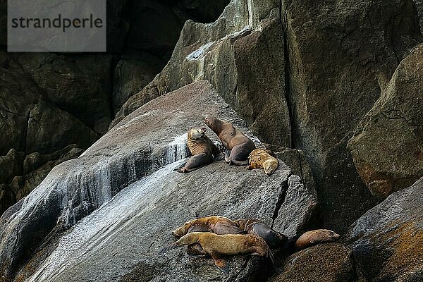 Eine Gruppe von Stellar Seelöwen ruht sich auf einem Felsen aus  Kenai Fjords National Park  Alaska