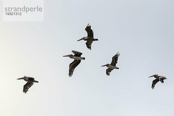 Ein Schwarm Braunpelikane (Pelecanus occidentalis) fliegt im Abendlicht über die Bucht von San Francisco  Kalifornien  USA. Braunpelikane fliegen am Abend über San Francisco  Kalifornien  USA  Nordamerika