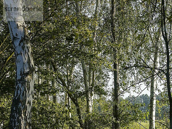 Birken (Betula) Baumstämme im Birkenwald  Spreewald  Brandenburg  Deutschland  Europa