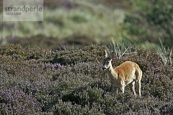 Reh (Capreolus capreolus)  nach einer Tragzeit von circa 290 Tagen setzt das Weibchen in der Regel 1  3 Kitze (Europaeisches Reh) (Foto Ricke in einer Heidelandschaft)  European Roe Deer  the gestation period is about 290 days (Roe Deer) (Photo European Roe Deer in a heath)