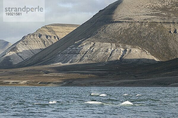 Gruppe von Belugas (Delphinapterus leucas)  Belugawalen  Kapp Wijk  Spitzbergen  Svalbard  Norwegen  Europa