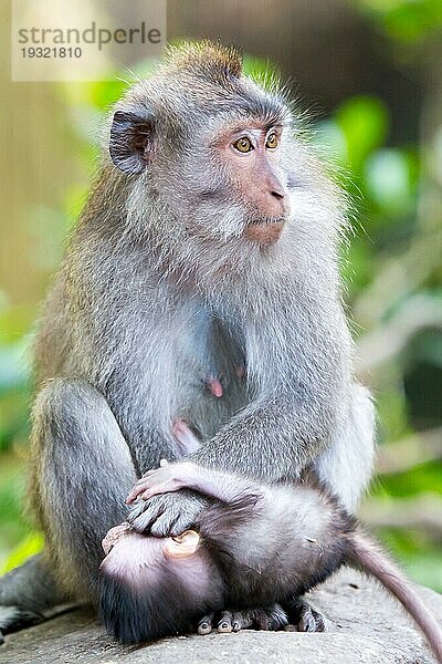 Eine beschützende Mutter schützt ihr Baby im Affenwald  Ubud  Bali  Indonesien  Asien