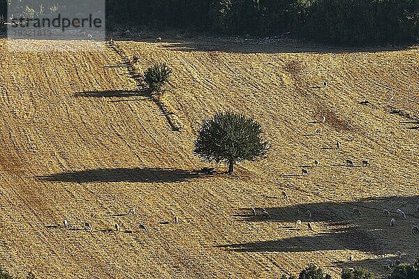 Kleiner Baum  trockenenes gelbes Feld  Weiße Berge  Provinz Chania  Kreta  Griechenland  Europa