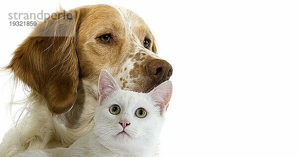 Französischer Spanielhund (Zimtfarbe) mit weißer Hauskatze vor weißem Hintergrund