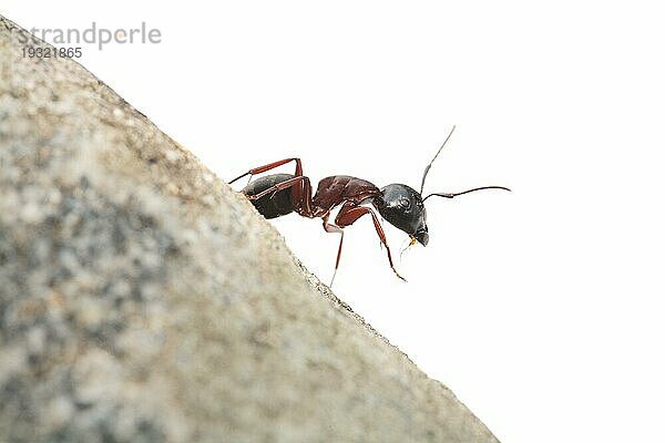 Eine neugierige Ameise auf einem kleinen Felsen. Sehr kurze Tiefenschärfe