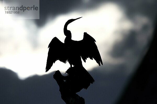 Silhouette einer australischen Schlangenhalsvogelart beim Trocknen ihrer Flügel  Yellow Water  Kakadu National Park  Australien  Ozeanien