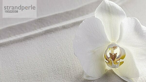 Draufsicht weiße Orchidee geblüht