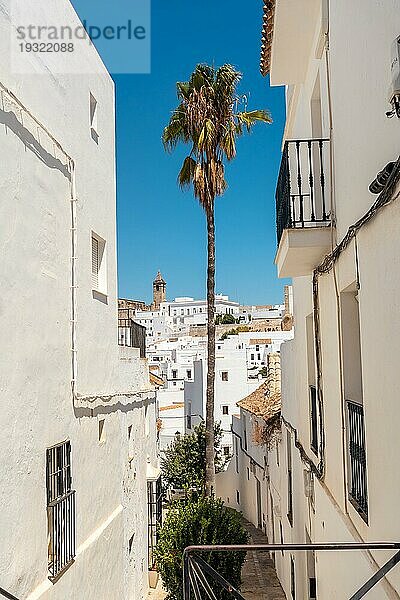 Eine Palme zwischen den weißen Häusern von Vejer de la Frontera  Cádiz. Andalusien