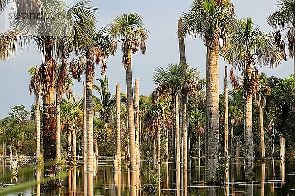 Lagoa das Araras  Palmenlagune  Heimat des blau gelben Aras  Amazonas  Brasilien  Südamerika