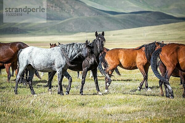 Liebevolle Pferde auf der Weide