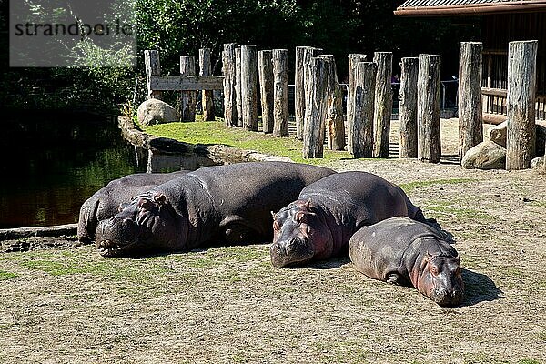 Frederiksberg  Dänemark  25. August 2019: Gruppe von Nilpferden im Außenbereich des Kopenhagener Zoos  Europa