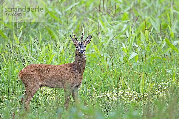 Reh (Capreolus capreolus)  den Rehböcken wächst jährlich  nach dem Abwurf  beidseitig ein Geweih mit 2 bis 3 Enden (Europaeisches Reh) (Foto Rehbock in der Paarungszeit) (beim Reh Blattzeit genannt)  Roebucks develop antlers with 2 to 3 points (Roe) (Photo Roebuck in the rutting season)