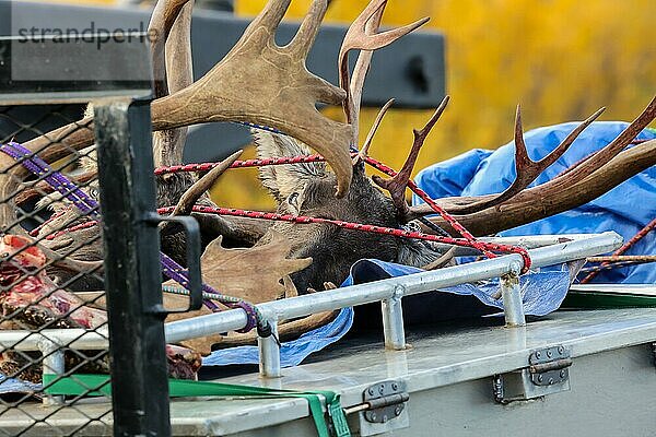 Jagdtrophäen  Elchköpfe mit Hörnern auf einem Jägerfahrzeug  Richardson Highway  Alaska