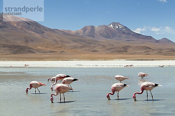 Foto von Flamingos an der Laguna Hedionda im Nationalpark Eduardo Avaroa im Südwesten von Bolivien