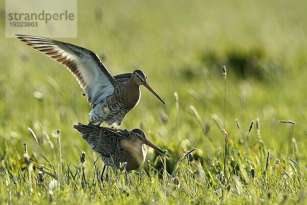 Uferschnepfe (Limosa limosa) bei der Kopula im Gegenlicht  Strohauser Plate  Landkreis Wesermarsch  Niedersachsen  Deutschland  Europa