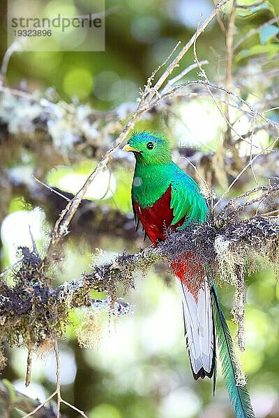 Prächtiger Quetzal in Costa Rica