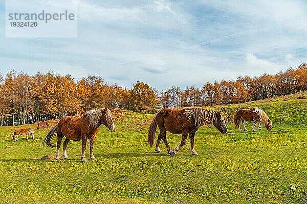 Der Berg Erlaitz mit schönen Pferden in Freiheit in der Stadt Irun  Gipuzkoa. Baskenland