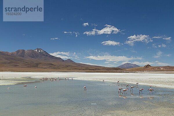 Foto von Flamingos an der Laguna Hedionda im Nationalpark Eduardo Avaroa im Südwesten von Bolivien