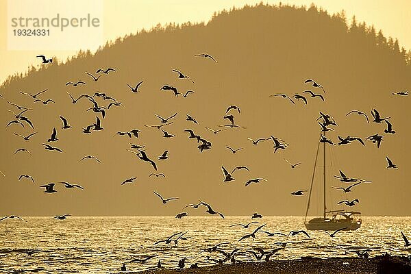 Vogelschwarm im Abendlicht über der Bucht von Port Renfrew auf Vancouver Island  British Columbia  Kanada  Nordamerika