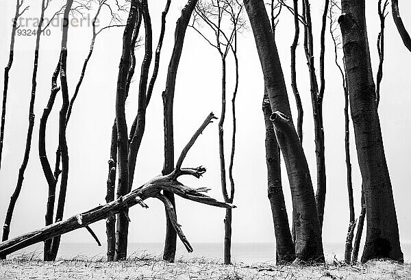 Ostsee  Baummotiv im Darßwald