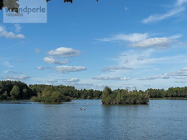 Teich mit vielen Wildgänsen und kleinen Inseln  Inselteich Schlepzig  Brandenburg  Deutschland  Europa