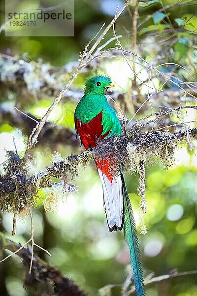 Prächtiger Quetzal in Costa Rica