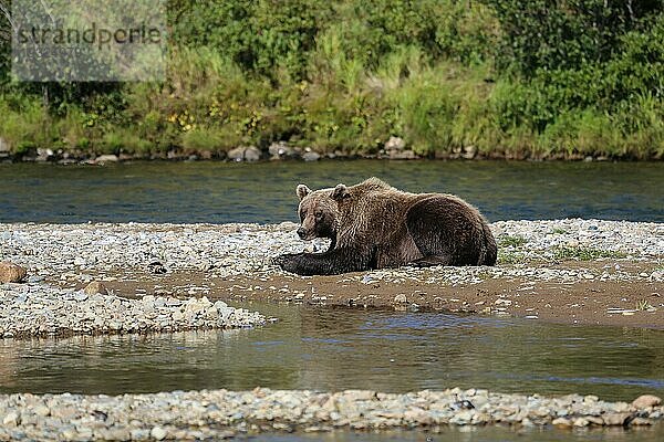 Alaskanischer Braunbär (Grizzlybär) beim Ausruhen am Flussufer  Moraine Creek  Katmai National Park  Ala