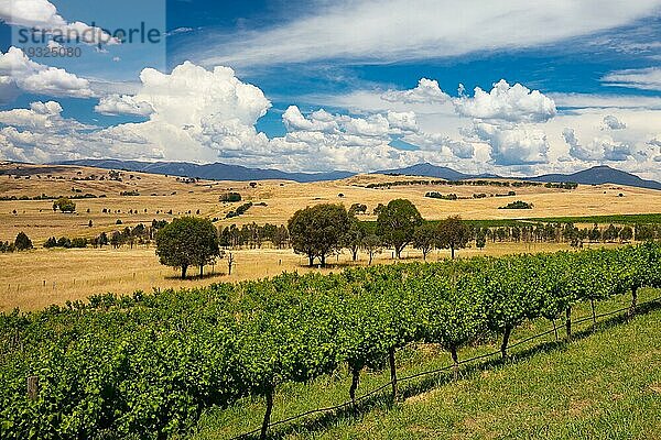 Ein Blick aus der Nähe des Weinguts Delatite auf das Howqua Valley in Richtung Mt Buller an einem heißen Sommertag in Victoria  Australien  Ozeanien