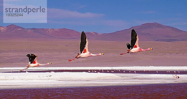 Drei Flamingos im Flug über der roten Lagune Laguna Colorada in Südbolivien  Eduardo Avaroa Andean Fauna National Reserve  BOLIVIEN im September 2015