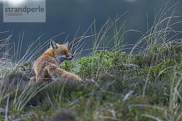 Deutlich ist ein Welpe am Gesäuge der Rotfuchsfaehe (Vulpes vulpes) zu erkennen  ein zweiter Jungfuchs liegt kaum erkennbar unter dem Muttertier  A pup can be clearly seen on the teat of the Red Fox vixen  a second kit is barely visible under the mother