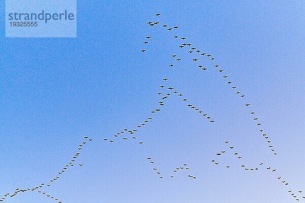 Kranichschwarm fliegt zum Schlafplatz