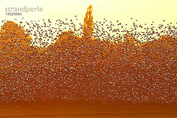 Star (Sturnus vulgaris)  fliegender Schwarm im Gegenlicht  Strohauser Plate  Landkreis Wesermarsch  Niedersachsen  Deutschland  Europa