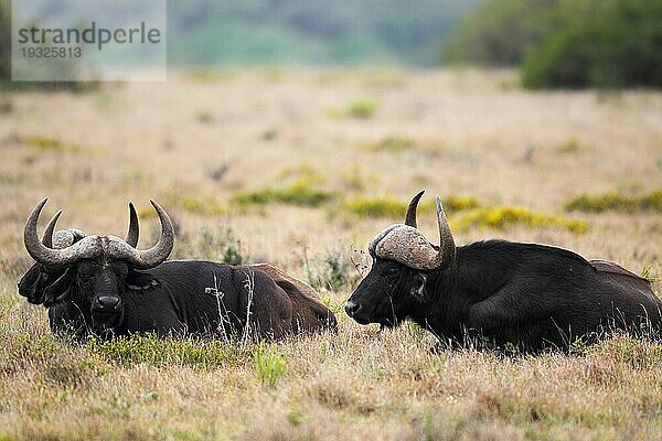 Männliche Kaffernbüffel (Syncerus caffer) ruhen im Gras im Amakhala Game Reserve  Ostkap  Südafrika. Gruppe männlicher Kaffernbüffel ruhen im Gras im Amakhala Game Reserve  Südafrika