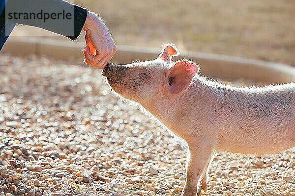 Glückliche  neugierige Ferkel laufen frei herum in Gundagai  NSW  Australien  Ozeanien