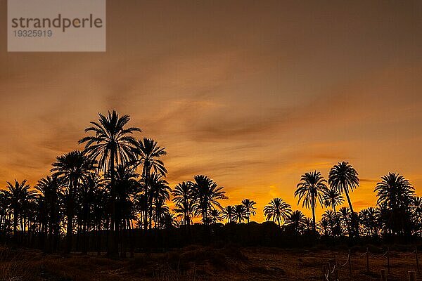 Silhouette von Palmen in einem orangefarbenen Sonnenuntergang an einem Strand in der Stadt Torrevieja. Weiße Küste des Mittelmeers von Alicante. Spanien