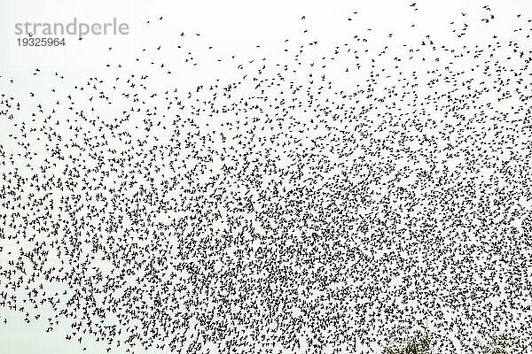Gemeine (Sturnus vulgaris) Staren fliegen zusammen  in perfekter Symbiose  um sich vor Feinden zu schützen. Bas-Rhin  Collectivite europeenne d'Alsace  Grand Est  Frankreich  Europa