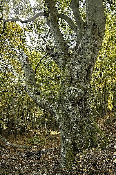 Der Darßwald ist ein Waldgebiet westlich der Halbinsel Darß Er ist Teil des Nationalparkes Vorpommersche Boddenlandschaft. In ihm soll keine menschliche Nutzung erfolgen  da eine natürliche Nutzung der Flächen angestrebt wird. Baumarten sind Kiefer  Stieleiche  Rotbuche und Erle