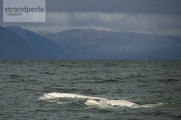 Gruppe von Belugas (Delphinapterus leucas)  Belugawalen  Kapp Wijk  Spitzbergen  Svalbard  Norwegen  Europa