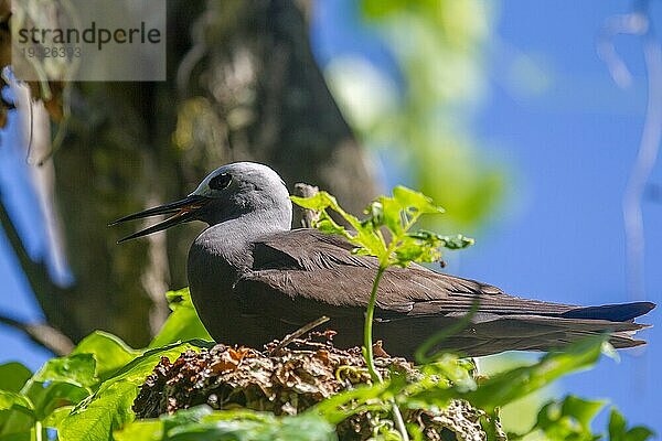 Schlankschnabelnoddi (Anous tenuirostris) auf der Seychellen-Insel Cousin