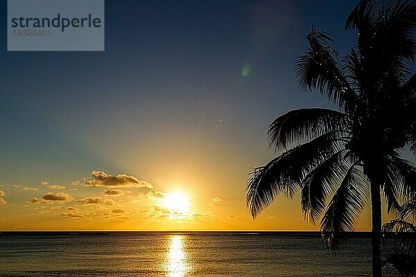 Silhouette einer Palme vor dem Sonnenuntergang in Le Morne  Mauritius  Afrika