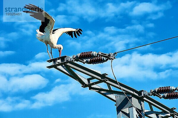 Storch in Gefahr auf Strommast