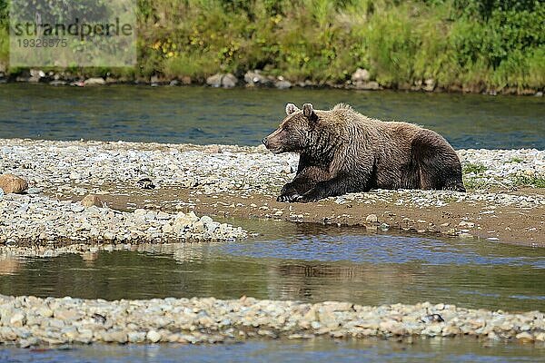 Alaskanischer Braunbär (Grizzlybär) beim Ausruhen am Flussufer  Moraine Creek  Katmai National Park  Ala