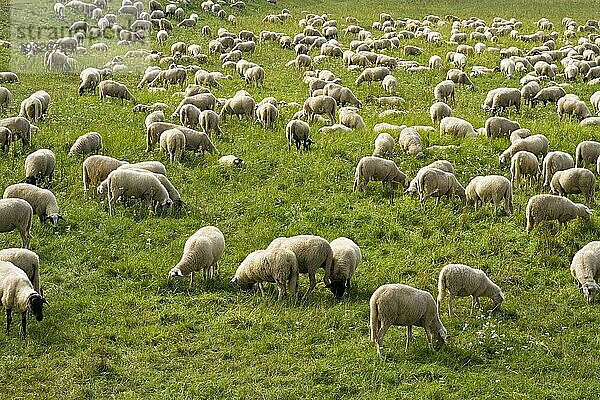 Schafherde  Brandenburg  Deutschland  Flock of sheep in Brandenburg  Deutschland  Europa