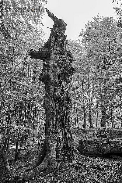 Der Darßwald ist ein Waldgebiet westlich der Halbinsel Darß Er ist Teil des Nationalparkes Vorpommersche Boddenlandschaft. In ihm soll keine menschliche Nutzung erfolgen  da eine natürliche Nutzung der Flächen angestrebt wird. Baumarten sind Kiefer  Stieleiche  Rotbuche und Erle